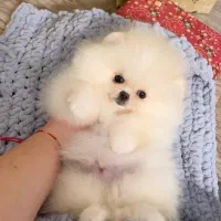 پامرکده سگ پامر خرسی اورجینال.پامرانین عروسکی|سگ|شیراز, فرهنگ شهر|دیوار