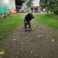 سگ گمشده|سگ|املش, |دیوار