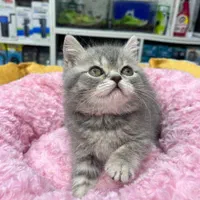 گربه بریتیش|گربه|زنجان, |دیوار