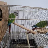 طوطی گیرینچیک مولد