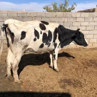 گاو وگوساله
