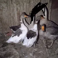 غاز جوان