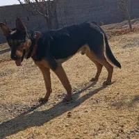 سگ گرگی|سگ|ارومیه, |دیوار