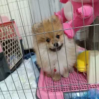 پامرین خرسی 3ماهه|سگ|تهران, تسلیحات|دیوار