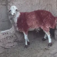 فروش