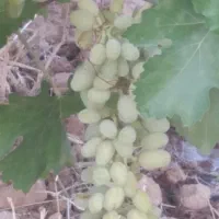 فروش باغ شهری زرقان تنگ چشمه