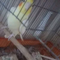 مرغ عروس هلندی