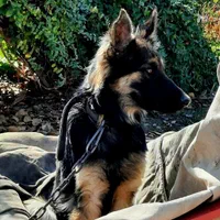 واگذار.واگذاری.دریافت سگ.واگذاری رایگان