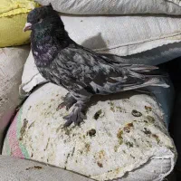 کبوتر یا کفتر|پرنده|شیراز, سعدیه جنوبی|دیوار