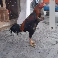 لاری کوهی نسل فروشی یا معاوضه