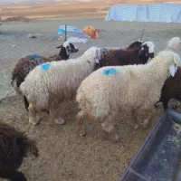 5 تا بره