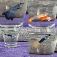 ماهی گوپی کلکسیونی خاص (مولد)