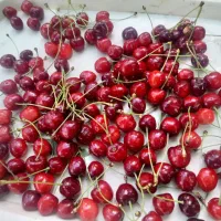 گیلاس جاده چالوس