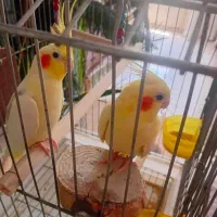 یک جفت عروس هلندی مولد با یه جوجه