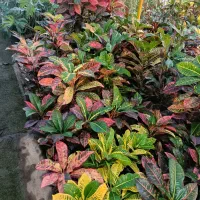 هدیه روز زن و مادر تحویل درب منزل|گل و گیاه طبیعی|بندرعباس, |دیوار