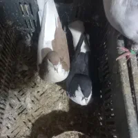 چپ نرخوشرنگ ماده