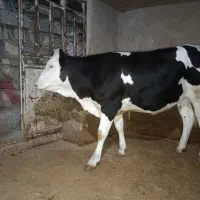 گوساله ماده سیمینتال ماده اصیل گاو