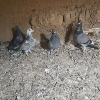 س چند جفت کبوترسالم سرمست المانی
