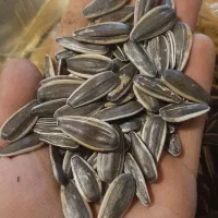 تخمه خام لوکس S400 کانادایی