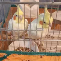 عروس هلندی لوتینو مولد