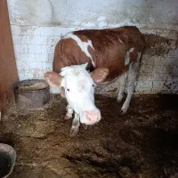 گوساله ماده شرابی اصل