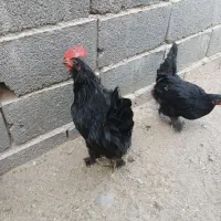 مرغ شاخدار و خروس مرندی و گلین