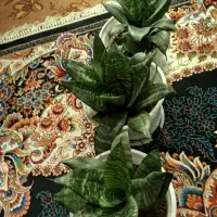 گل زیبا آپارتمانی|گل و گیاه طبیعی|اسالم, |دیوار