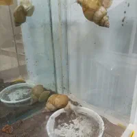 حلزون بزرگ|خزنده|بناب, |دیوار