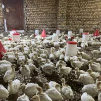 بوقلمون بیوتی ۶فوق سنگین
