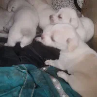 واگذاری توله شیتزو