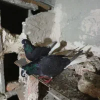 طوقی وترکیه  صیدشوده