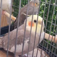 جفت عروس هلندی مولد سخنگو دستی