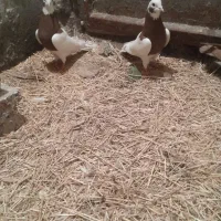 طوقی|پرنده|ملکان, |دیوار