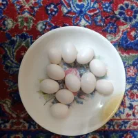 تخم کبوتر
