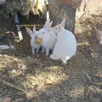 خرگوش خونگی