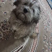 فروش سگ خانگی|سگ|اصفهان, بهارستان|دیوار