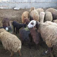 میش داشتی زایبده