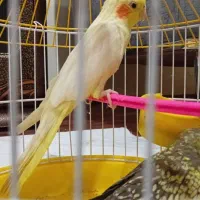 2عدد طوطی عروس هلندی با دوتا قفس وهمه ی وسایل|پرنده|ارومیه, |دیوار