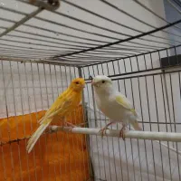 ۴ عدد قناری