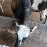 گاو باگوساله