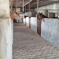 اسب ،باشگاه سوارکاری نعل،|اسب و تجهیزات اسب‌سواری|کرج, کمال‌شهر|دیوار