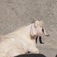 بز و بزغاله|حیوانات مزرعه|گهواره, |دیوار