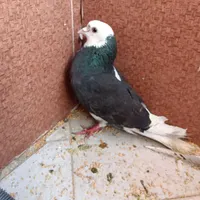 کفتر جفت