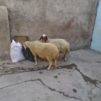 دو عدد میش ترکاشوند آبستن بشرط
