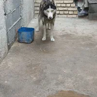 سگ هاسکی|سگ|رباط‌کریم, کاظم‌آباد|دیوار