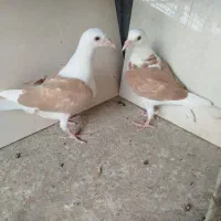 کبوتر کفتر شهرستانی پشدار کویتی چادری دمسفید پشدار