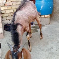 چهار‌عدد‌کهره‌نر‌قاچ|حیوانات مزرعه|زرین دشت (فارس), |دیوار