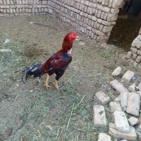 خروس لاری