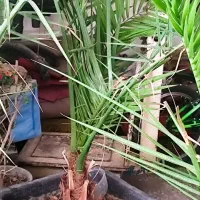 نخل خرما ۴ ساله‌ام گلدان بزرگ ارتفاع ۱.۵ تا دو متر|گل و گیاه طبیعی|تهران, وصفنارد|دیوار