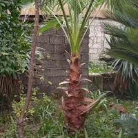 گیاه های زینتی مناسب باغچه و فضای سبز